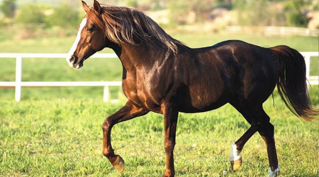 TİGEM'in koşu taylarına para aktı