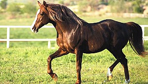 TİGEM'in koşu taylarına para aktı