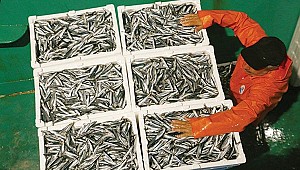 Türk balığı 46 ülkeye uçtu