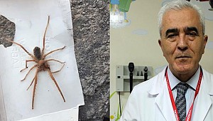 Türkiye’de et yiyen örümcek yok