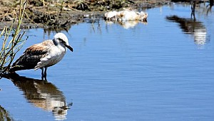 Van Gölü'nde martı ölümleri