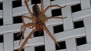 Zehirli Sarıkız örümceği mahallede paniğe neden oldu