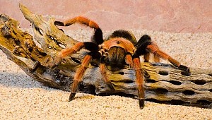 ABD'yi şoke eden hırsızlık... 40 bin dolarlık böcek çalındı