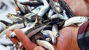 Balık Fiyatı bir haftada yarı yarıya düştü