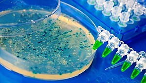 Hem bulaşıcı hem uyanık: Kış uykusuna geçiyor