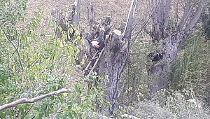 Kestiği ağacın altında kalan şahıs hayatını kaybetti