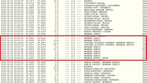 Marmara Denizi'nde endişelendiren hareketlilik