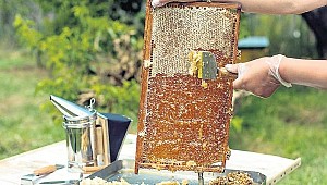 Ordu'dan Almanya'ya bal ihracatı