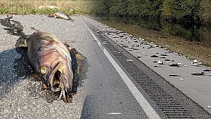 Şoke eden görüntü! Otoyol yüzlerce ölü balıklarla doldu