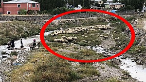 Yoldaki dehşetten sonra böyle korundular