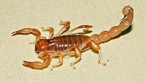 Zatürreden yatan kadını yoğun bakımda akrep soktu!