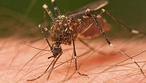 O ülkede tehlikeli uyarı: Gittikçe artıyor