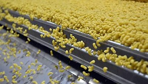 Tüccar aradan çıkacak, çiftçi makarnalık buğdayı doğrudan satacak