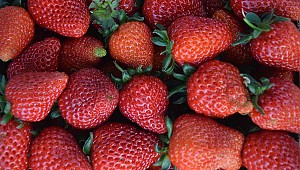 Avustralya'da çileklere iğne yerleştiren kadın yakayı ele verdi