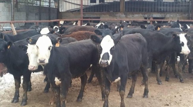 Genç çiftçilere 310 adet büyükbaş hayvan dağıtıldı