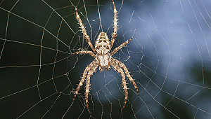 Örümcekler otoyolu işgal etti