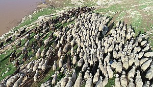 300 Koyun Projesi 2019'da tamamlanacak