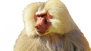 Hayvandan nakil umudu