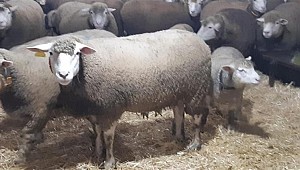 Herkes bu kuzuların peşinde... İsteyen 6 ay önceden sıraya giriyor