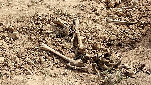 Irak'ta yeni bir toplu mezar bulundu