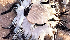 Okyanusun siyah beyazlısı