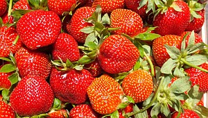 Silifke'de kış ortasında çilek hasadı