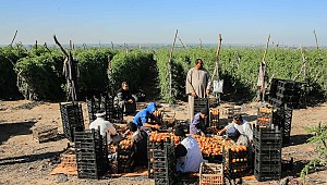 'Çılgın' olarak adlandırılıyor! Yüzleri güldürüyor