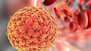 Doğum günü partisinde bulaşan virüs 2 ayda 9 can aldı