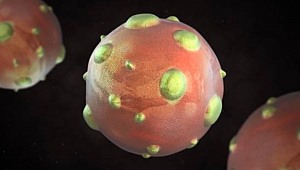 Hanta virüsü salgını yayılıyor