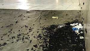 Kabe de bir ilk  Mekke şehrinde böcek istilası yaşandı.