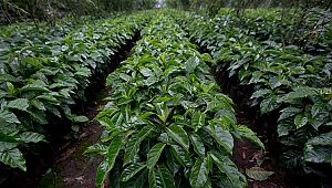 Kahve bitkisi yok olma tehdidi altında