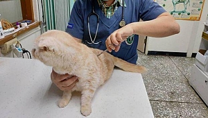 Kedisini paketleyip barınağa postalayan adama ceza