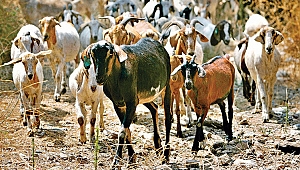 Tek ümitleri ‘Ye keçim ye’