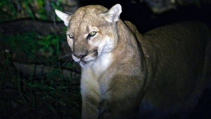 ABD'de bir kişi kendisine saldıran dağ aslanını boğdu