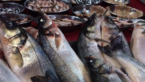 Balıkçıların umudu ‘Torik’