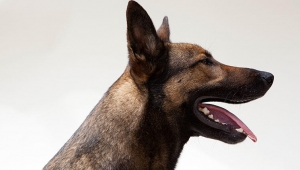 İnsanların köpek sevgisi, 200 canlı türünü yok olmanın eşiğine nasıl getirdi?