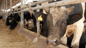 Polonya'da deli dana hastalığına rastlandı