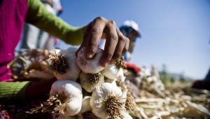 Sarımsak üreticisi fiyatlardan memnun