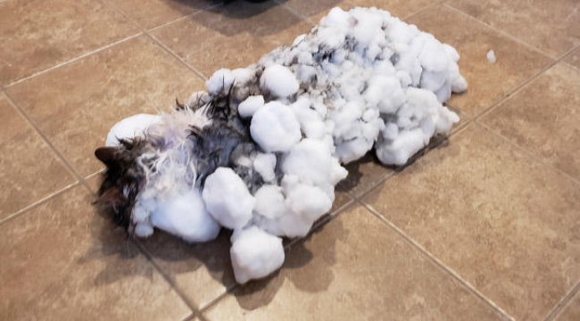 Soğuk havada donmuş kedi kurtarıldı