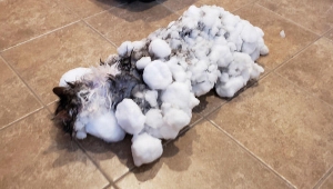 Soğuk havada donmuş kedi kurtarıldı