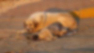 Zehirlenen sokak köpekleri son anda kurtarıldı