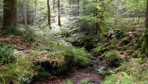 AB'nin yüzde 43'ü ormanlık alandan oluşuyor