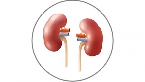 Kronik Böbrek Hastalıkları Dünyada Yılda en az 2,4 Milyon Kişinin Ölüme Neden Oluyor