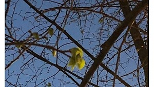 CHP İstanbul İl Başkanı Canan Kaftancıoğlu'ndan skandal sözler...