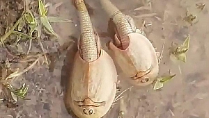 İran’da 200 milyon yıllık ‘yaşayan fosil’ görüldü