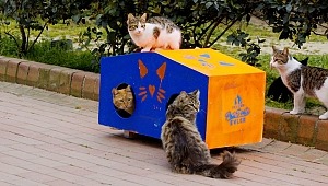 Tekzen, sokakları renkli yuvalara dönüştürdü