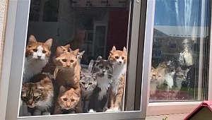 Sosyal medya meraklı kedileri konuşuyor