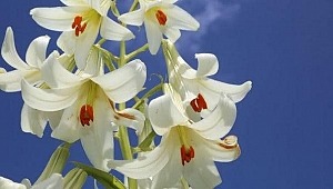 Ordu Akkuş ilçesi Türkiye de ismini duyurmaya devam ediyor.