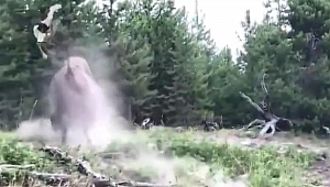 Bizon küçük çocuğa saldırdı