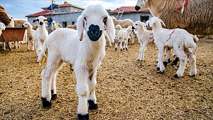 Küçükbaş kurbanlıkların kilogram fiyatı ortalama 23 lira